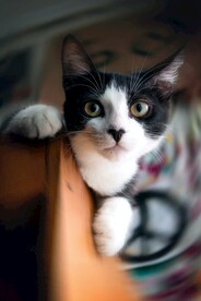 猫