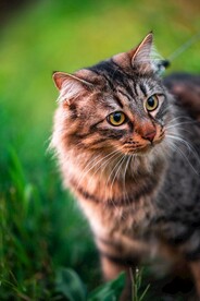 猫