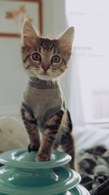 猫