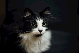 猫