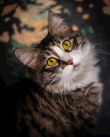 猫
