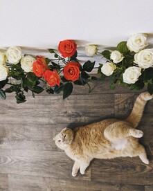 猫