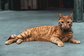 猫