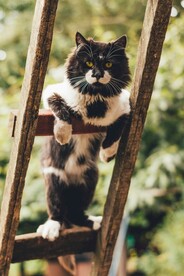 猫