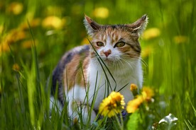 猫