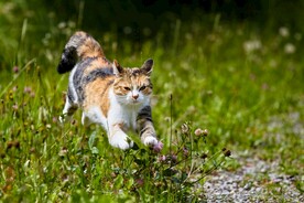 猫