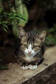 猫