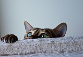 猫