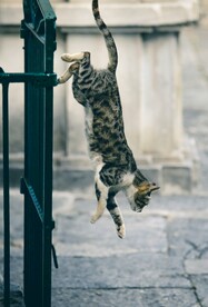 猫