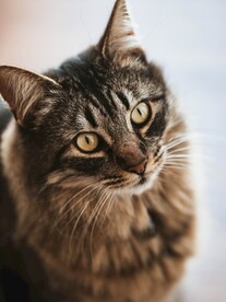 猫
