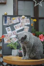 猫