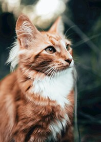 猫