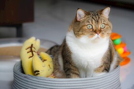 猫