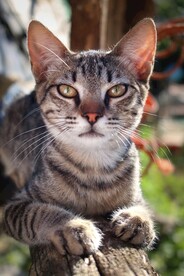 猫