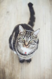 猫