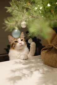猫