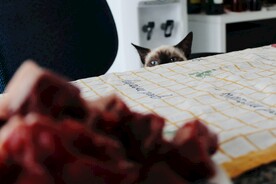 偷窥的猫