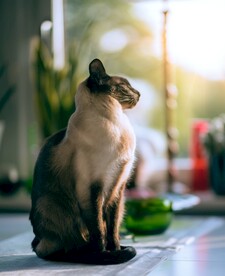 猫