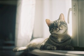 猫