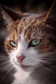 猫