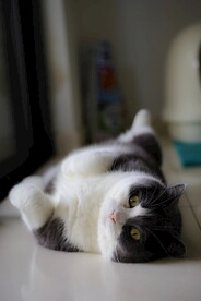 猫