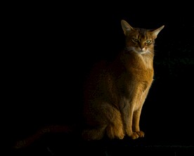 猫