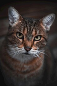 猫