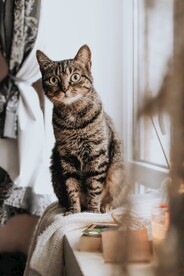 猫