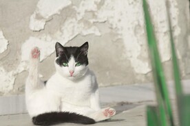 猫