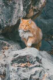 猫