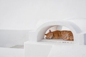 猫