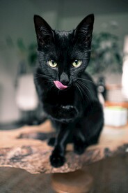 猫