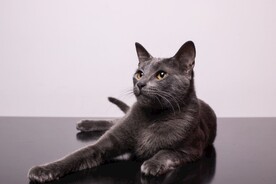 猫