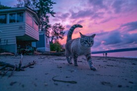 猫