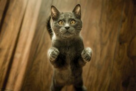 站立猫