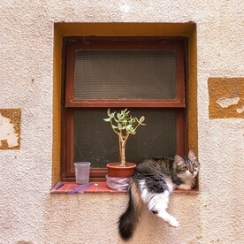 猫