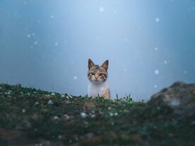 猫