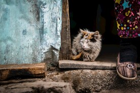 猫