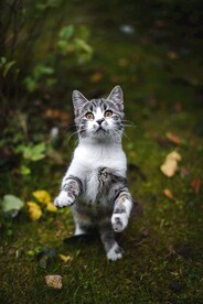 猫