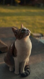猫