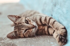 猫