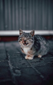 猫