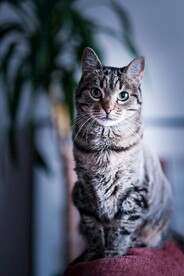 猫