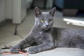 猫