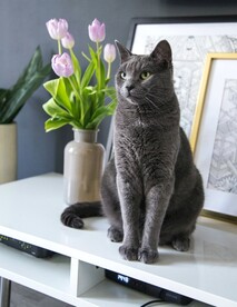 猫