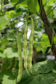 四季豆