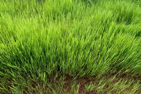 绿草