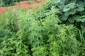野生艾草
