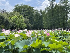 夏日荷花