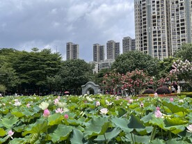 荷花风景